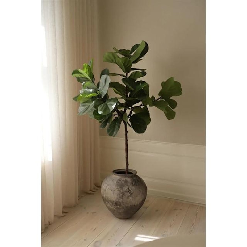 Fiddle Leaf Fig Stems Grøn