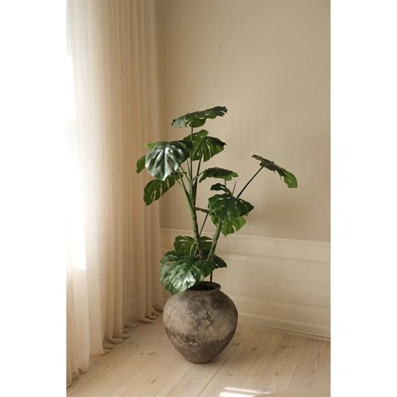Monstera Plante Grøn