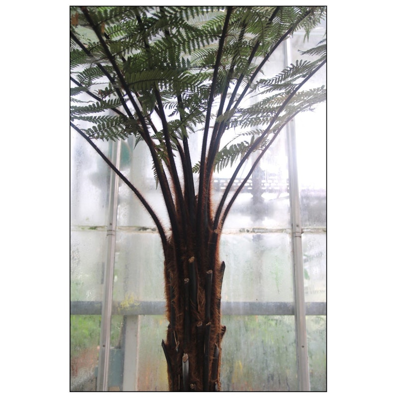 Vinter I Botaniska Plakat
