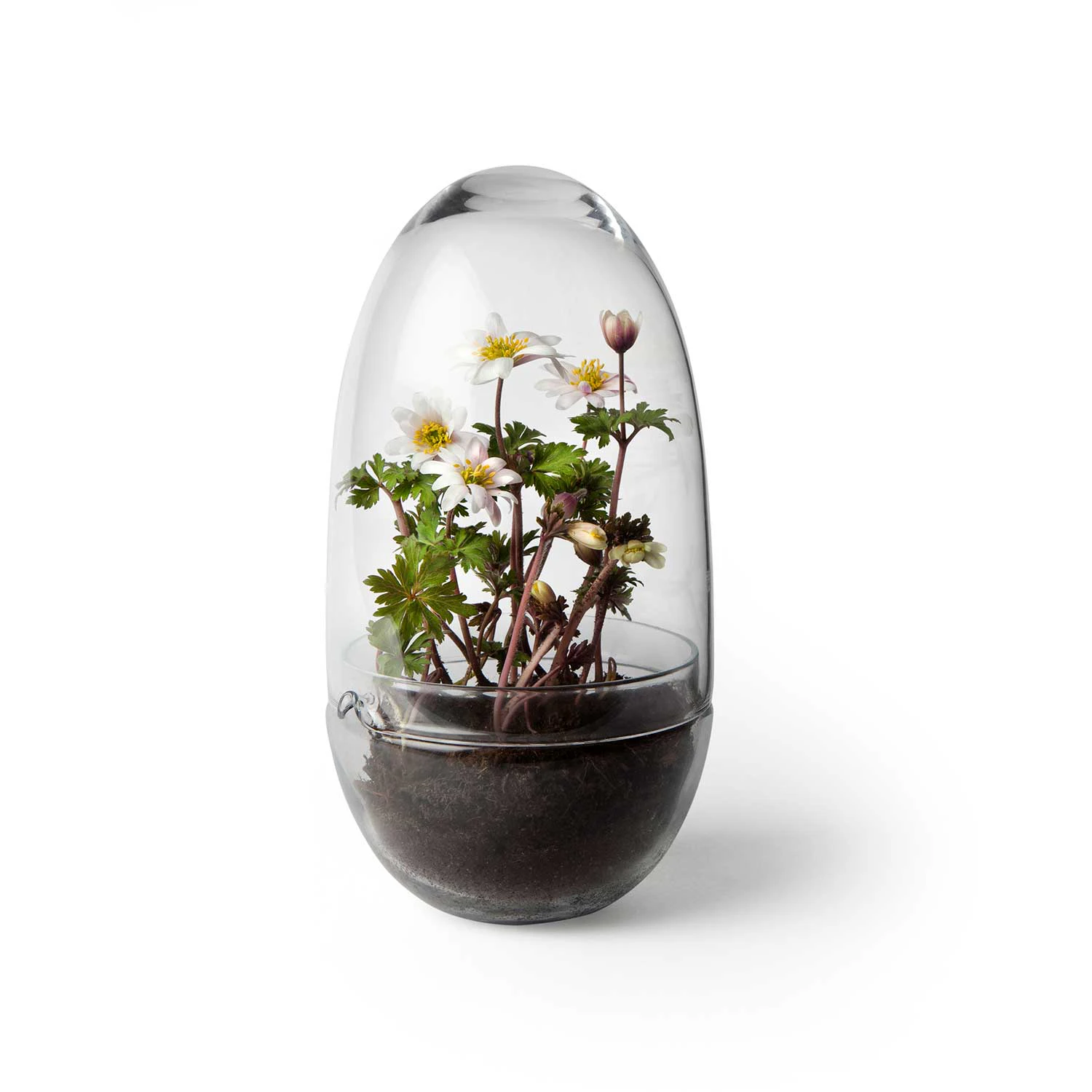 Design House Stockholm Grow Minidrivhus M - Krukker Glas Klar - 2376-0000