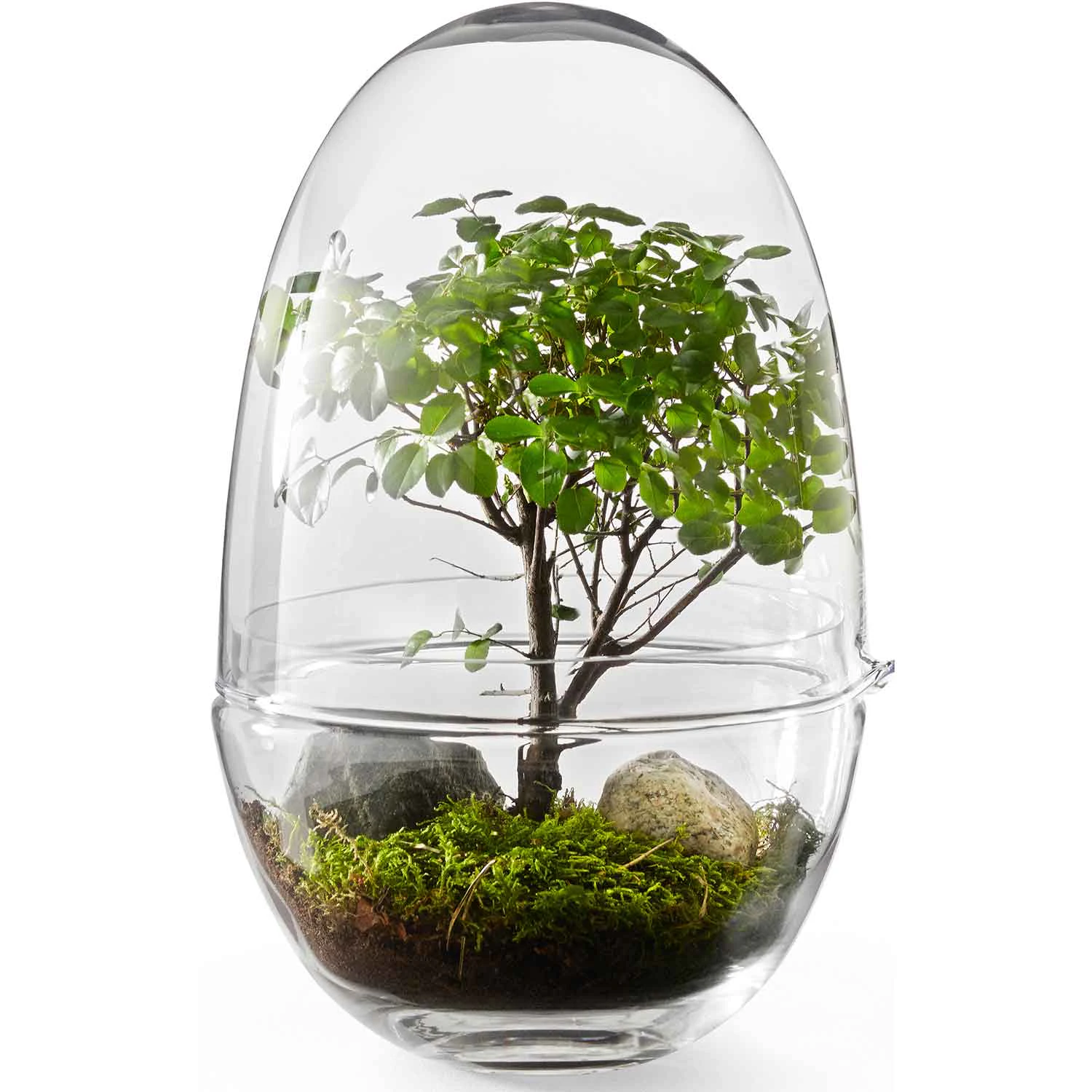 Design House Stockholm Grow Minidrivhus Xl - Krukker Glas Klar - 2419-0000